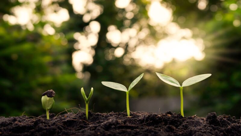 Sustainability